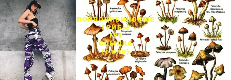 дарнет шоп  Лесозаводск  Галлюциногенные грибы Magic Shrooms 